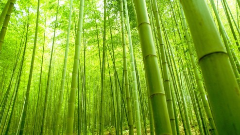 The Law of the Bamboo Tree. You start with a little seed, plant it… | by  Justin Su'a | Medium